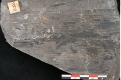Foto (Detailansicht) von Calamites suckowi Brongniart (NHMW-GEO-2024-0188-11255)